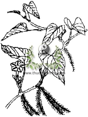 rau muống, 蕹菜, bìm bìm nước, tra kuôn, phak bang, liseron d'eau, Ipomoea reptans L. Poir., Ipomoea aquatica Forsk, họ Bìm bìm, Convolvulaceae