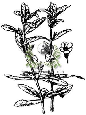 rau om, 水芙蓉, ngổ om, mò om, ngổ, ma am, phắp hom pôm, Limnophila aromatica Lamk. Merr., họ hoa mõm chó, Scrophulariaceae