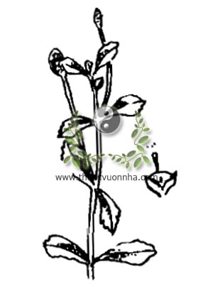 sài đất giả, Lippia nodiflora L L. C. Rich., họ Cỏ roi ngựa, Verbenaceae