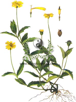 sài đất, 蟛蜞菊, húng trám, ngổ núi, cúc nháp, cúc giáp, hoa múc, Wedelia calendulacea L. Less Verbesina calendulacea L., họ Cúc Asteraceae, Compositae