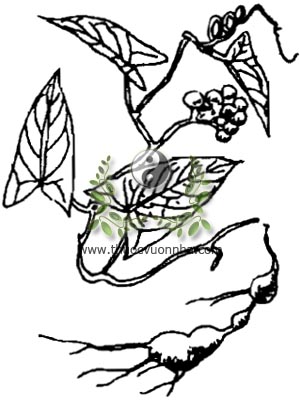 san sư cô, 青牛膽, 青牛胆, tam thạch cô, thanh ngưu đởm, cửu ngưu đởm, kim chư đởm, sơn từ cô, Tinospora sagittata Oliv. Gagnep, họ Tiết dê, Menispermaceae