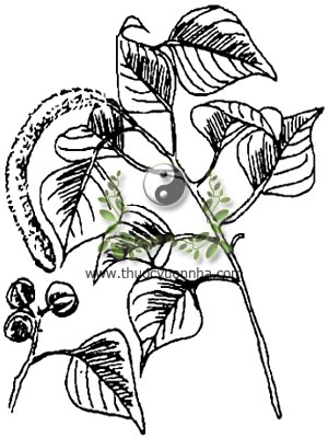 sòi, 烏桕, 乌桕, ô cửu, ô thụ quả, ô du, thác tử thụ, mộc tử thụ, cửu tử thụ, Sapium sebiferum L., Roxb., Croton sebiferum L. Stillingia sebifera Michx., họ Thầu dầu, Euphorbiaceae