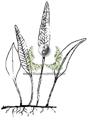 thạch vĩ, 石韋, 石韦, thạch bì, thạch lan, phi đao kiếm, kim tinh thảo, Pyrrhosia lingua Thunb. Farwell, Cyclophorus lingua Desv., Polypodium lingua Siv., họ Dương xỉ, Polypodiaceae