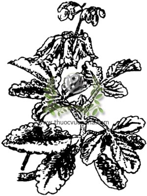 thuốc bỏng, 落地生根, trường sinh, thổ tam thất, đả bất tử, diệp sinh căn, sái bất tử, lạc địa sinh căn, sống đời, Kalanchoe pinnata Lam. Pers., Bryophylum calycinum Salisb., họ Thuốc bỏng, Crassulaceae