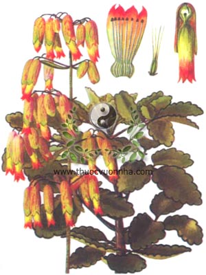 thuốc bỏng, 落地生根, trường sinh, thổ tam thất, đả bất tử, diệp sinh căn, sái bất tử, lạc địa sinh căn, sống đời, Kalanchoe pinnata Lam. Pers., Bryophylum calycinum Salisb., họ Thuốc bỏng, Crassulaceae