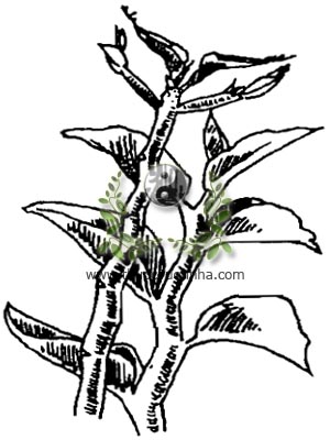 thuốc giấu, 紅雀珊瑚, 红雀珊瑚, hồng tước san hô, dương san hô, Euphorbia tithymaloides L., Pedilanthus tithymaloides Linn., Poit, họ Thầu dầu, Euphorbiaceae