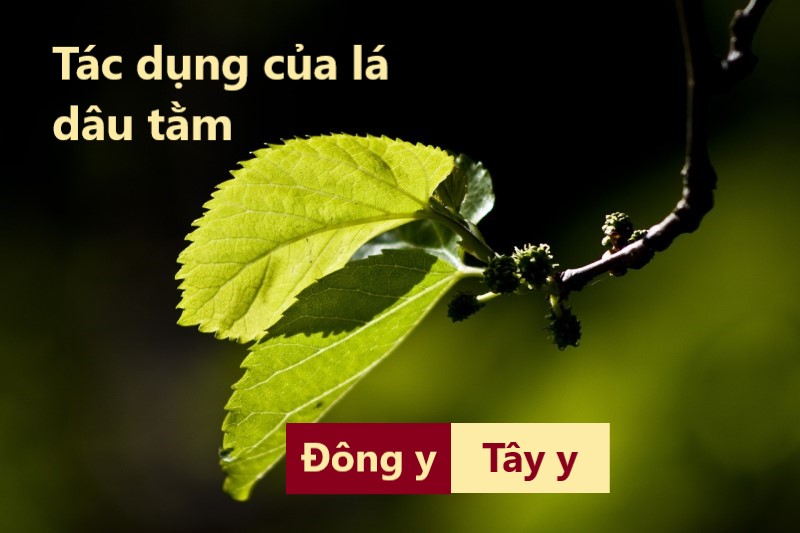 Các tác dụng của lá dâu tằm