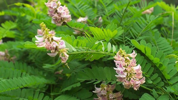 Cây cam thảo bắc