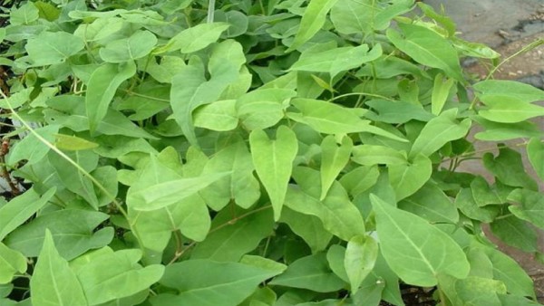 Cây hà thủ ô đỏ