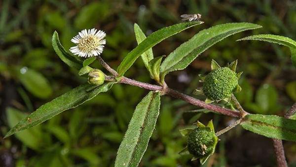 Cỏ nhọ nồi trị râu tóc tạc sớm