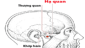 Huyệt hạ quan