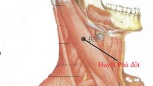 Vị trí huyệt phù đột