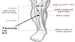Huyệt thượng cự hư