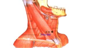 Huyệt thủy đột