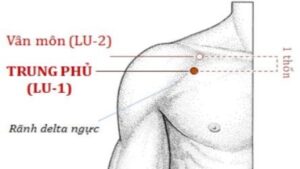 Vị trí huyệt Trung phủ