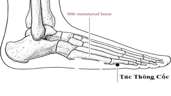 Huyệt túc thông cốc