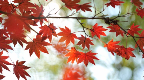 Y án của diệp thiên sĩ