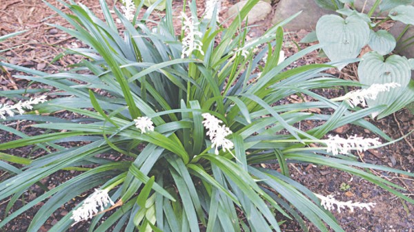 Mạch môn đông Nam