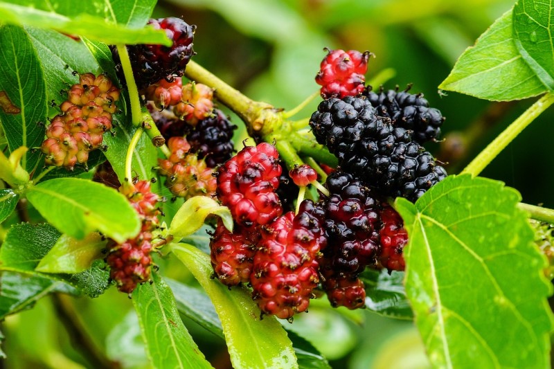 Tác dụng của lá dâu tằm với da