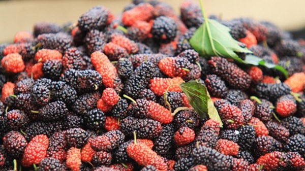 Tang thầm trị râu tóc bạc