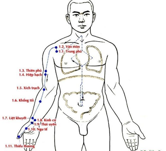 thủ thái âm phế