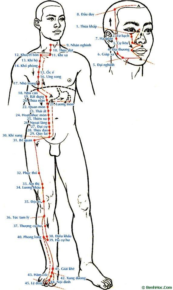 Túc dương minh vị