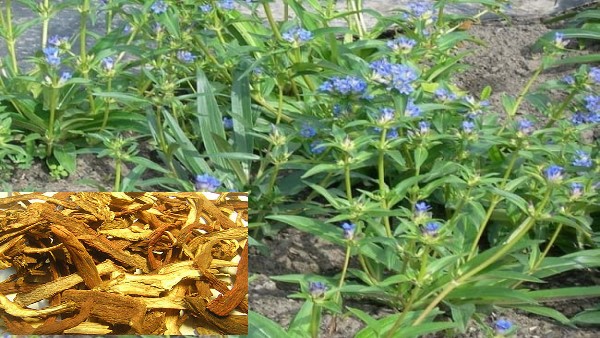 VỊ thuốc Tân giao