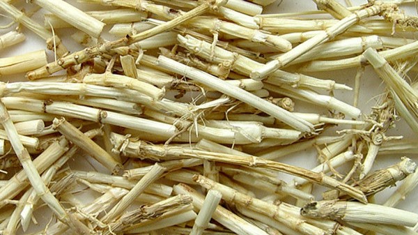 VỊ thuốc bạch mao căn