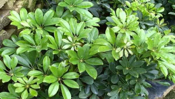 Vị thuốc ngũ gia bì