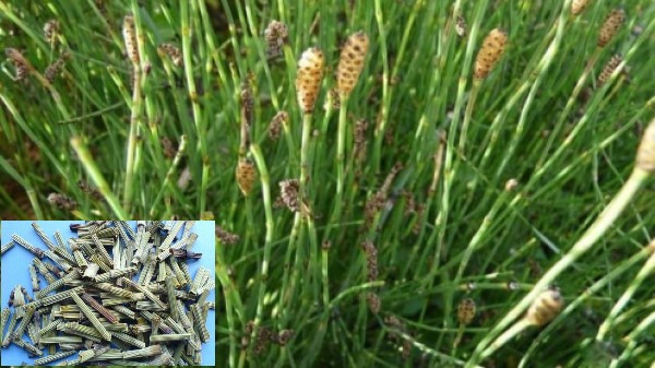 Vị thuốc mộc tặc