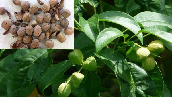 Vị thuốc Ba đậu