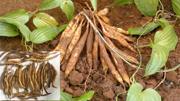 Vị thuốc Bách bộ