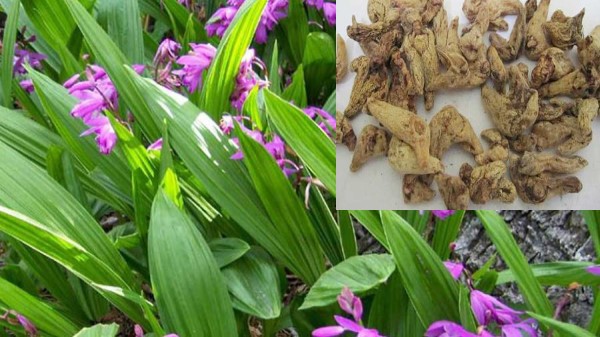 Vị thuốc Bạch cập