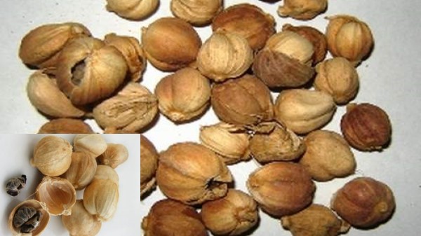 Vị thuốc Bạch đậu khấu