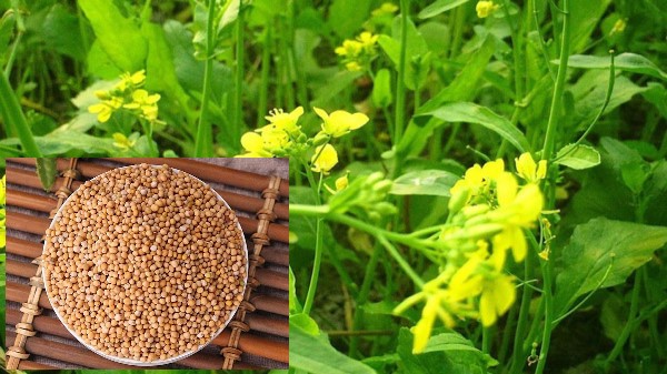 Vị thuốc Bạch giới tử