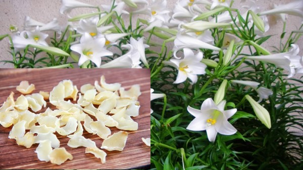 Vị thuốc Bách hợp