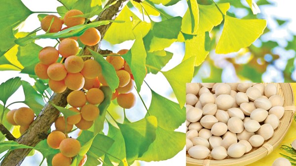 Vị thuốc Bạch quả