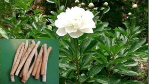 Vị thuốc Bạch thược