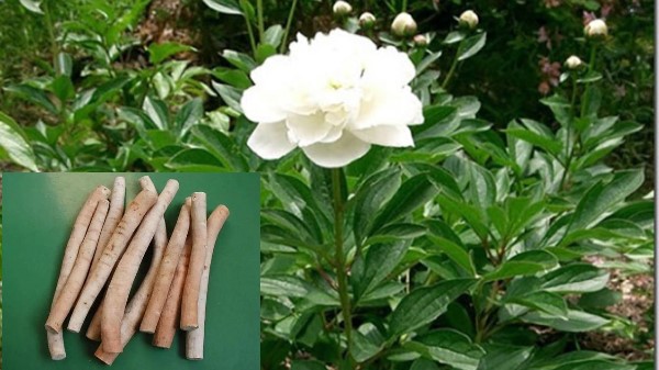 Vị thuốc Bạch thược