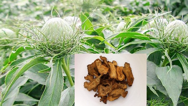 Vị thuốc Bạch truật