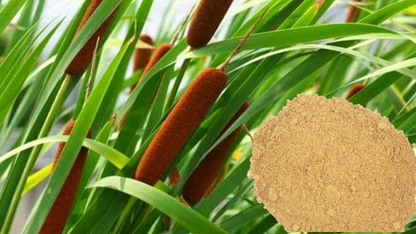 Vị thuốc Bồ hoàng