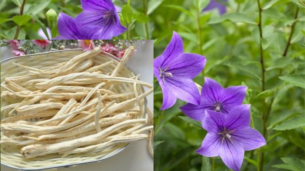 Vị thuốc Cát cánh