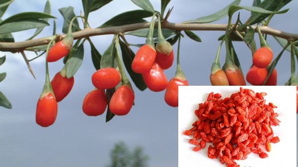 Vị thuốc Câu kỷ tử