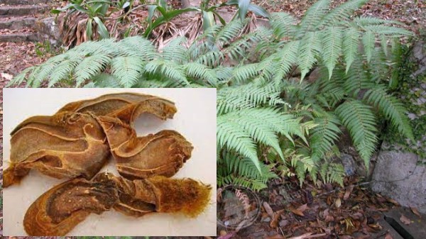 Vị thuốc Cẩu tích