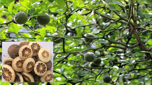 Vị thuốc Chỉ xác