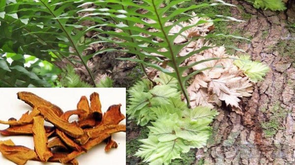 Vị thuốc Cốt toái bổ (Hầu khương)