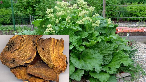 Vị thuốc Đại hoàng