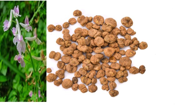 Vị thuốc Diên hồ sách