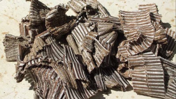 Vị thuốc Đỗ trọng