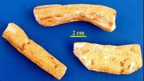 Vị thuốc Hoài sơn